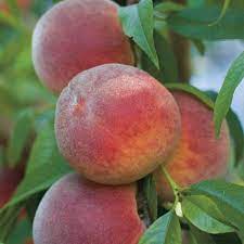 Maybe you would like to learn more about one of these? Peach Contender Prunus Persica My Garden Life