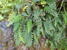 Image result for Pleopeltis