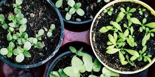 Also, take into consideration your available home gardening space. How Do I Start An Affordable Home Garden Women Who Money