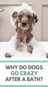 Why Do Dogs Go Crazy After A Bath Puppy Leaks Dog Wash Dogs Dog Behavior