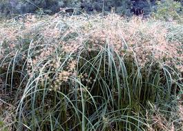 Image result for Cyperus longus