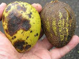 It forms colonies, which join in the this disease is caused by the fungus colletotrichum gloesporioides and attacks the fruit in the rainy season. Mango Diseases And Pests Description Uses Propagation