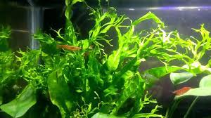 We would like to show you a description here but the site won't allow us. Java Fern Kadaka Tanduk Rusa Windelov Tanaman Aquascape Yang Pas Untuk Pemula Youtube