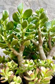 Image result for Crassula lanceolata