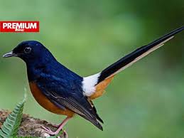 We did not find results for: Spesies Burung Terancam Harga Setara Emas