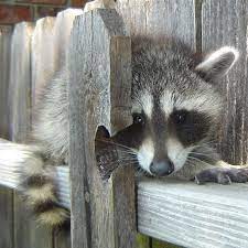 A home is a significant investment, and the last thing that any homeowner wants is for their property to be taken over by pesky little insects or large rodents. Aardvark Pest Services Pest Control Service San Antonio Texas Facebook 128 Photos