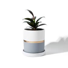 But the drainage hole does help the plant by providing ventilation and protecting roots and soil from flooding. Potey Cylinder Ceramic Plant Pot 3 9 Inch Planters With Blue Golden Detailing For Indoor Plants Flower Succulent With Drainage Hole Saucer Gardening Patio Lawn Garden Rayvoltbike Com