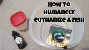 To make sure it never wakes up from that sleep, you can add some alcohol to the water. How To Humanely Euthanize A Betta Fish At Home Youtube