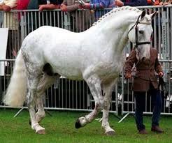 Equusxpress Breeds Irish Draft Horse The Irish Draught Horse Is The National Horse Breed Of Ireland Which Developed Pr Horses Irish Draft Horse Draft Horses