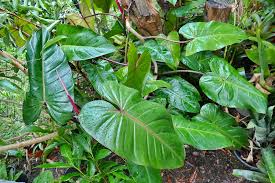 Image result for Disa erubescens