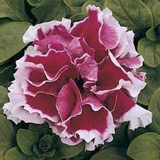 Petunia Pirouette Rose F1 Hybrid Tea Roses Tea Roses Hybrid Tea Roses Care