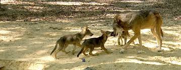 See more ideas about wolf, wolf pup, beautiful wolves. Red Wolf Family Celebrates First Year At The Tallahassee Museum