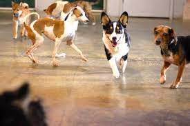 Doggy daycare offers dog parents peace of mind while they are away from their beloved pooch that their dog is being cared for, played with, and loved on. Doggy Daycare A How To Guide Victoria Stilwell Positively