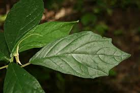 Image result for Dorstenia psilurus