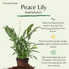 Variegated Peace Lily Shrub Peace Lily Care Peace Lily Peace Lily Benefits