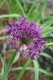 Allium Wallichii Jimbur Pflanzen Garten Blumen