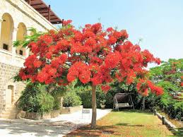 Image result for Delonix