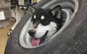 Huskies and malamutes are known escape artists. Husky Finds Himself In Ruff Spot After Getting Head Stuck In Wheel Cbs Los Angeles