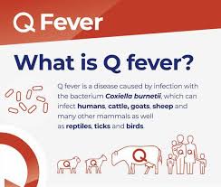 Image result for Q Fever