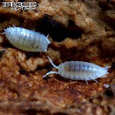 Dwarf White Isopods Underground Reptiles Underground Reptiles Reptiles Pet Hacks