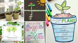 Free life science activities for different grades. 17 Creative Ways To Teach Plant Life Cycle Weareteachers