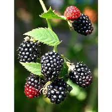 Choose from thorny trailing or thornless. Top 10 Types Of Berries To Grow In Your Garden Blackberry Plants Thornless Blackberries Blackberry Plant