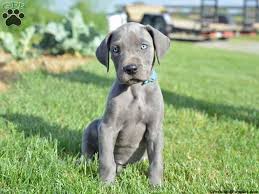 Even as a pup he had comically large paws. Grey Great Dane Puppies For Sale Online Shopping