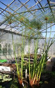 Image result for Cyperus papyrus