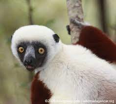White Ghost Lemur Madagascar Primates Happy Animals Shark Conservation