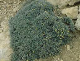 Image result for Argyrolobium fischeri