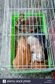 Pet Rabbits For Sale High Resolution Stock Photography And Images - Alamy