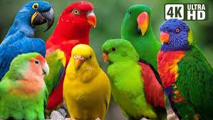 Image result for parrot