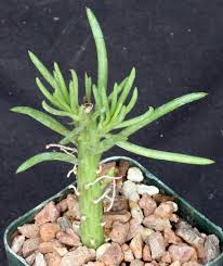 Image result for Kleinia sp.no.1