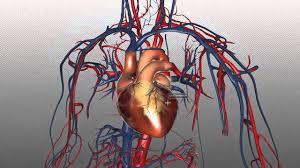 An extraordinary degree of branching of blood vessels exists within the human body, which ensures that nearly every cell in the body lies within a short distance from at least one of. The Heart And Major Vessels Part 1 Anatomy Tutorial Youtube