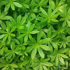 Image result for Galium
