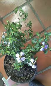 Image result for Sclerochiton