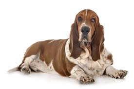 That way, she can have a charming moniker when she's younger, and something more professional when she's older (or perhaps she'll keep the. Basset Hound Names 240 Awesome Ideas My Dog S Name