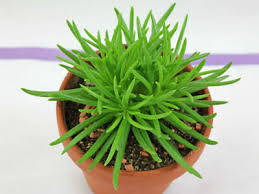 Image result for Senecio letouzeyanus