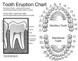 printable tooth numbering chart tooth numbering chart for