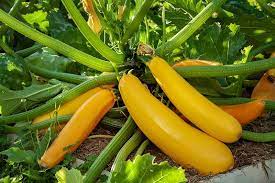 Dreamstime is the world`s largest stock photography community. How To Grow Golden Zucchini Gardener S Path