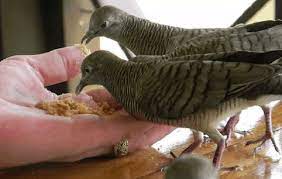 8 Manfaat Kacang Ijo Untuk Perkutut Arenahewan Com