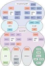 Diagnosis Natural History And Management Of Charcot Marie Tooth Disease The Lancet Neurology