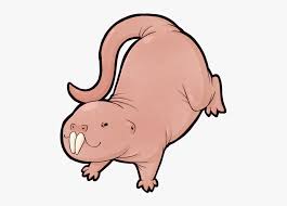 Naked Mole Rat Png Free Transparent Clipart Clipartkey More icons from this author. naked mole rat png free transparent