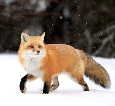 Fox And Snow Rubah Merah Bayi Hewan Hewan