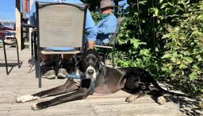 You'll love you even more. The Great Dane Escape Have Dane Will Travel