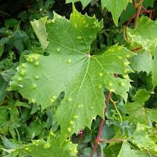 Image result for Colomerus vitis