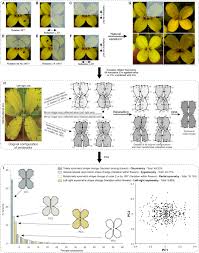 Answer:complete and incomplete flowers a flower that has all four whorls of floral parts is said to be a complete flower (such as the hibiscus and the the position of the ovary also varies among different flower types. Frontiers A Step By Step Guide For Geometric Morphometrics Of Floral Symmetry Plant Science