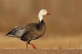 Blue Snow Goose 12 14 13 Gordon S Pond Snow Goose Goose Hunting Bird Life List