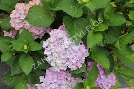 Image result for Hydrangea macrophylla bela obrázek