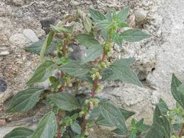 Image result for Parietaria